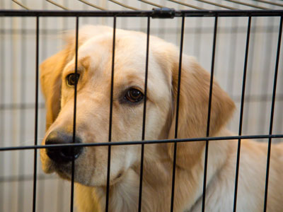 Thankful I`m not a dog.