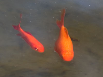 Fish stories.
