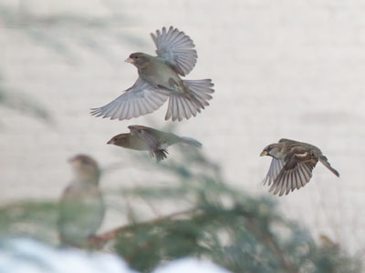 If one bird finds food, the rest want to help eat it.