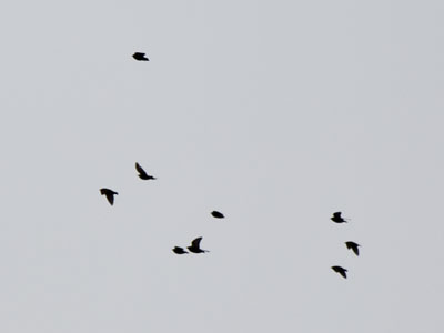 A constellation of birds.