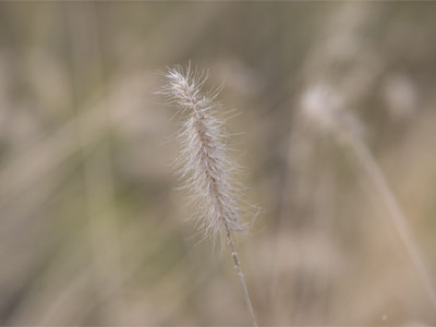 Amber waves.