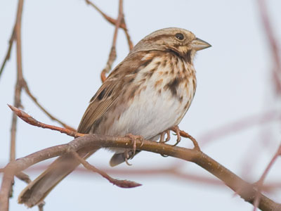 Springtime was in the air, and the birds could feel it.
