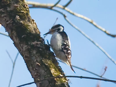 I`m grateful for all the birds that constantly eat bugs, otherwise the world would be an unpleasant place.