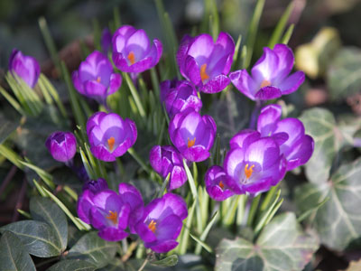 These flowers bloomed in front of my house last week.  Since then, they`ve endured snow and freezing weather.