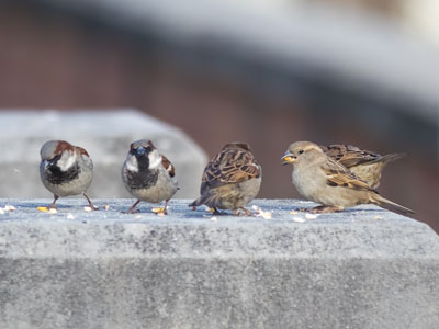 Lunch bunch.