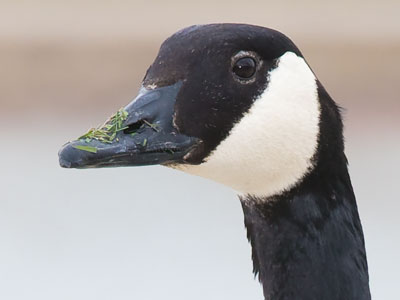 Grass-fed goose.