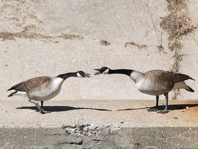`Who was that gander I saw you with last night?`