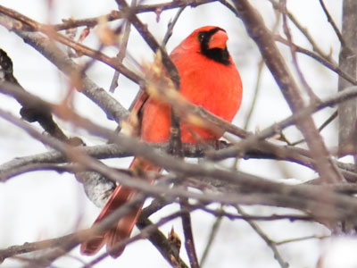Despite the snow, it was a pretty morning.