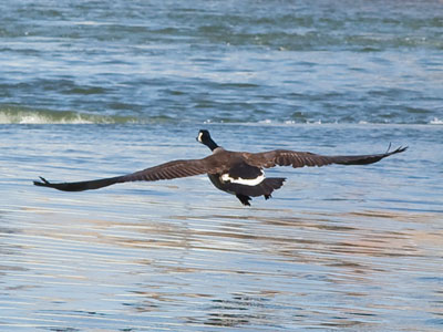 Canada geese can live for more than 20 years.  Oh dear.