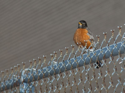 City robin.