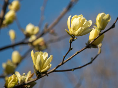 Springtime is my favorite season, and blossoming trees are quite possibly my favorite thing about springtime.