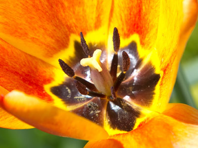 Peel me a tulip.