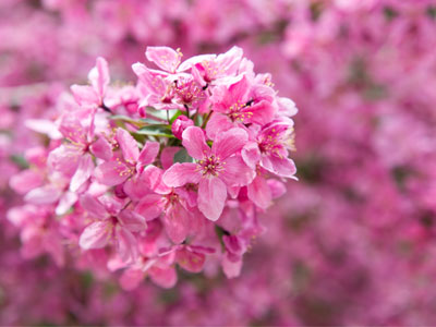 Look quickly while it`s in bloom: Prairie Fire Crabapple.
