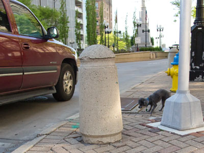 This unleashed poodle was too close to Main Street, though its owner seemed unconcerned.