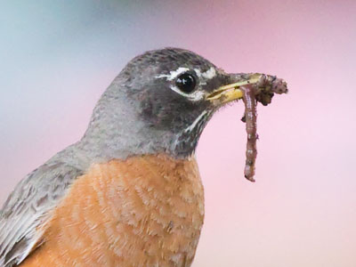 Have you tried any of those meal delivery services?