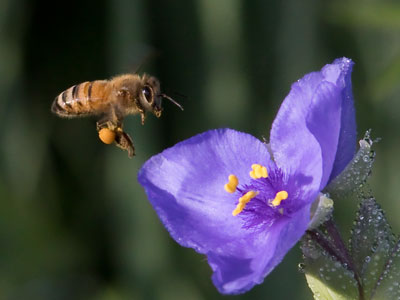I saw this photo and thought, `I got my bee for the day.`