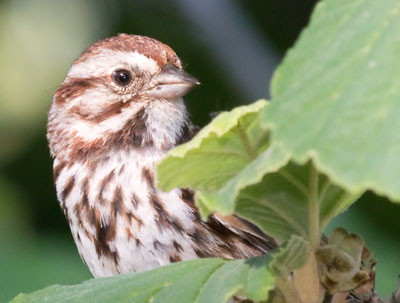 I saw two hummingbirds today.  Here`s a sparrow.