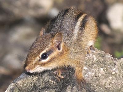 Theodore.