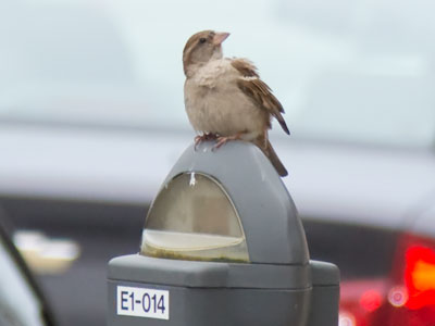 Urban wildlife.