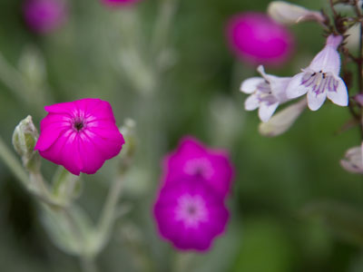 There is something subversive about this garden, a sense of buried things bursting upwards, wordlessly, into the light, as if to point, to say: Whatever is silenced will clamor to be heard. `The Handmaid`s Tale` by MARGARET ATWOOD