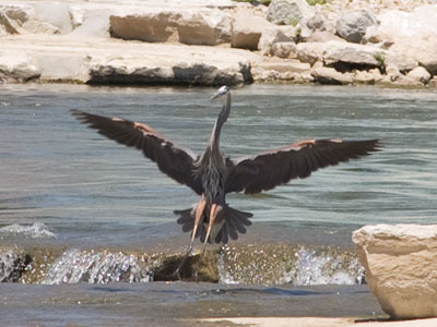 There were gulls relaxing here, but they scattered when the heron asserted its authority.