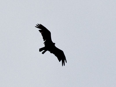 But Icarus ignored the warnings of his father Daedalus, and he flew too close to the sun and his wings melted.