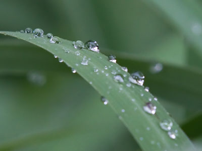 Down in the dew.