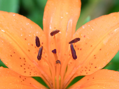 Ostentatious orange among verdant green.