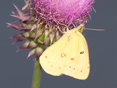 Butterflies are becoming rare just like the bees.