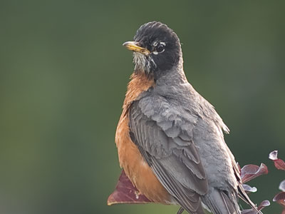 Reflective robin.