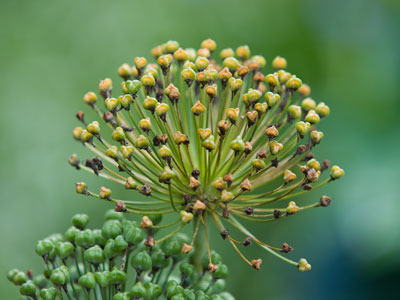 Flowers are fireworks in slow motion.