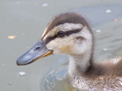 In case you were wondering whether ducks have ears.