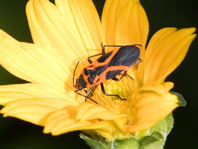 There are lots more bugs around you than you realize.