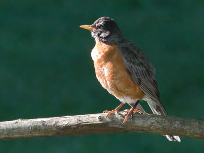 I was stalking a cardinal, but found a robin.