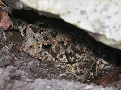 In Toad Hall.