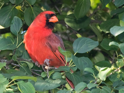 The birds were on alert as a cat prowled the garden.