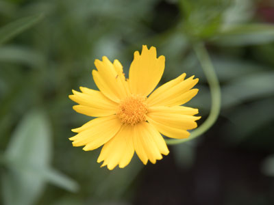 At the end of a long day, take a picture of a flower.