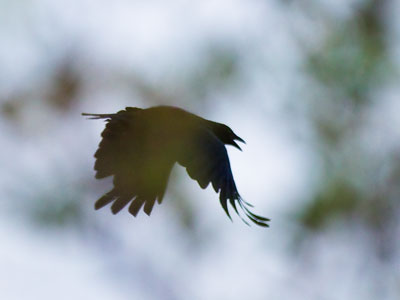 As the crow flies.