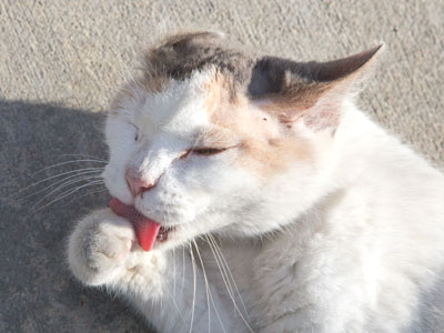 Licking the treachery from its malignant claws.