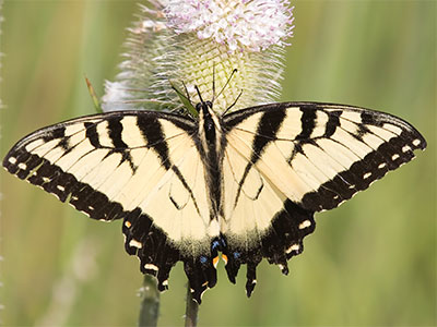 A tiger swallowtail is a great gift, and I took it greedily.