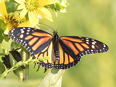 Butterflies can`t fly when their wings are cool and damp, so I saw this monarch and thought `You are MINE!`