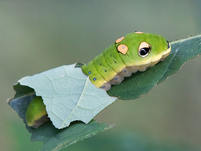 The spicebush swallowtail caterpillar has fake eyes and forked tongue to make it look threatening to predators.