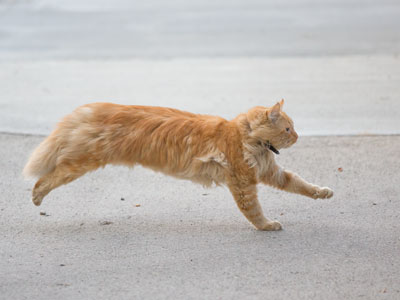 Hurrying to torture something smaller and weaker.