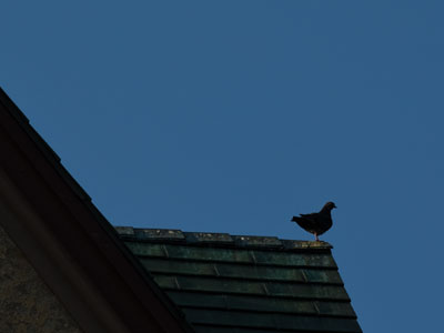 Pigeon perch.