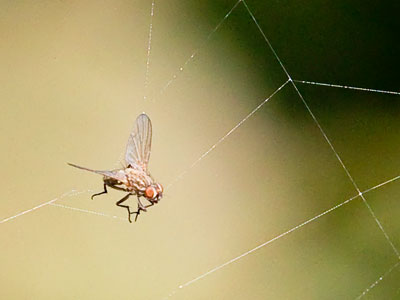 Did you see that movie `The Fly`?