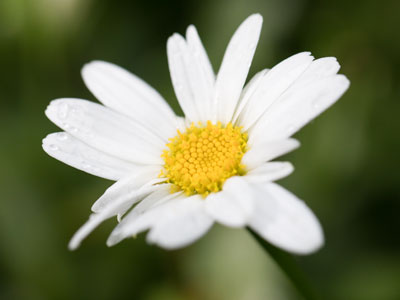 Fresh as a daisy.