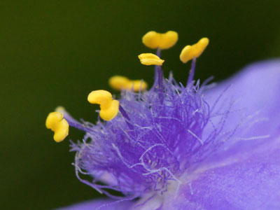 What the bee saw.