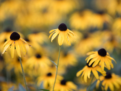 Totally different flowers than August 1.