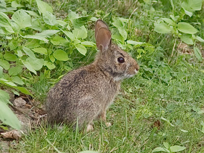 You`ll see rabbits all over the city if you look closely.