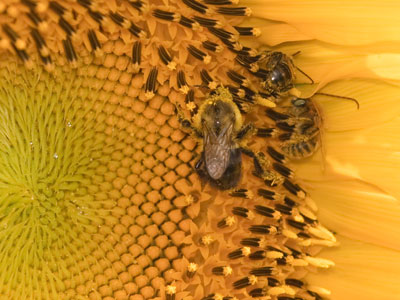 Bee convention.